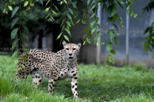 【動物園撮影】多摩動物園のチーターがかっこいい！！