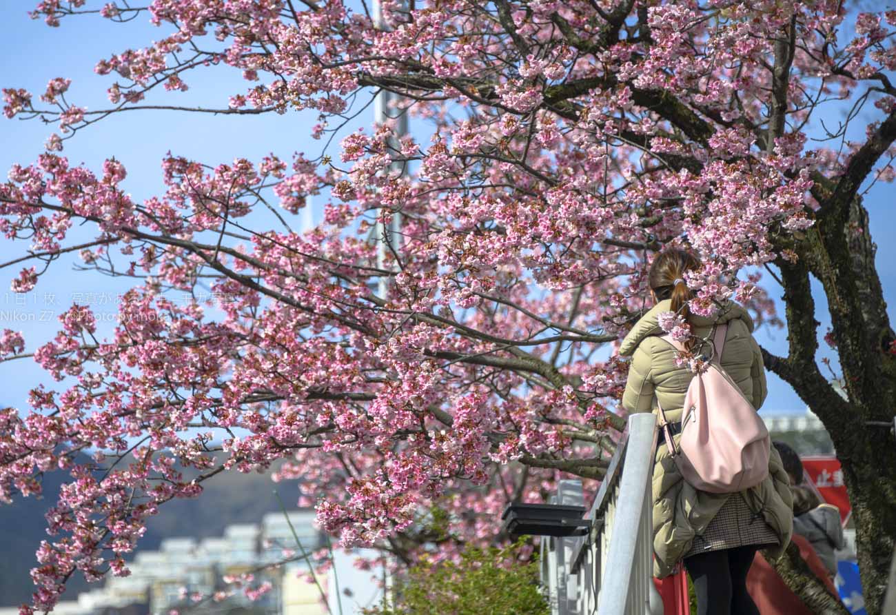 春の先取り ー熱海の桜が見たい！！ー