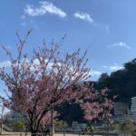 【iPhone写真】春の先取りは熱海から