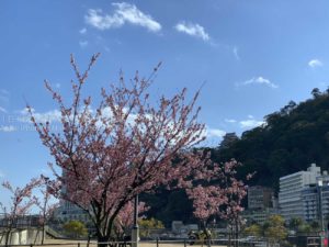 【iPhone写真】春の先取りは熱海から