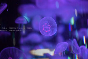 【水族館撮影】「クラゲ」と「カサゴ」って画になります！