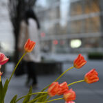 【スナップ撮影】単焦点レンズの開放でボケを楽しんでみよう