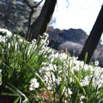 【スナップ撮影】公園で冬に咲く花、水仙を撮ろう!!