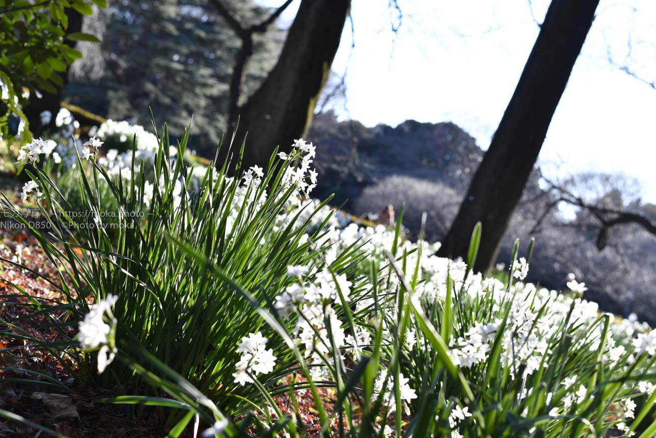 【スナップ撮影】公園で冬に咲く花、水仙を撮ろう！！