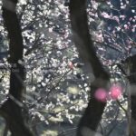 春目前!?梅の花を見に行こう!!