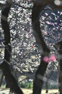 春目前！？梅の花を見に行こう！！