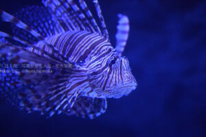 【水族館撮影】実は映える!?食卓にも並ぶ魚、カサゴの模様!