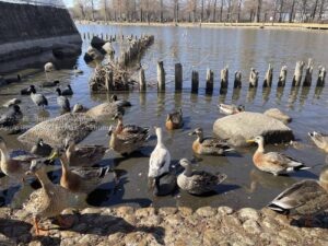 【iPhone写真】公園内をiPhoneを持って散歩してみた