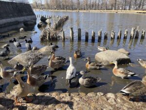 【iPhone写真】iPhoneを使って小春日和の公園を撮ろう