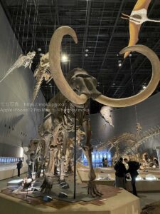 【iPhone写真】iPhoneで暗い博物館の中を撮ってみた