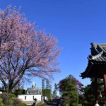 2021年、桜をどうやって楽しむ!?