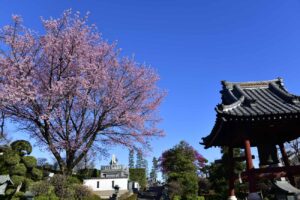 2021年、桜をどうやって楽しむ!?