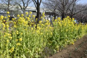 【スナップ撮影】公園で春を先取り!!