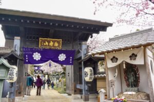 桜を堪能しよう