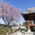 【iPhone写真】密蔵院で早咲きの安行桜を満喫しよう