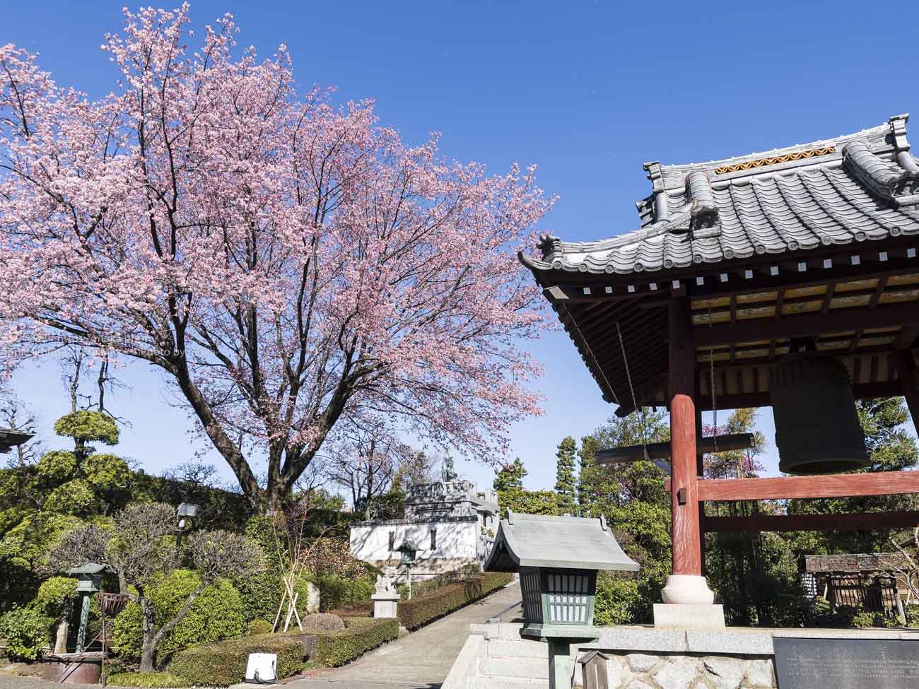 【iPhone写真】密蔵院で早咲きの安行桜を満喫しよう