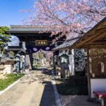 桜を見上げながら・・願いを胸に参拝