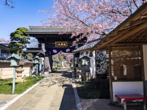 桜を見上げながら・・願いを胸に参拝