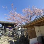 【スナップ撮影】桜を見上げながら参拝