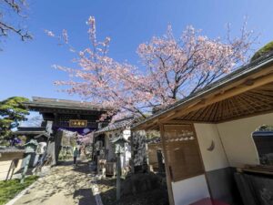 【スナップ撮影】桜を見上げながら参拝