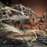 恐竜の化石を通じて「古代ロマン」を感じよう!