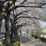 満開の桜をiPhoneで撮ろう!!