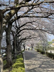 満開の桜をiPhoneで撮ろう！！