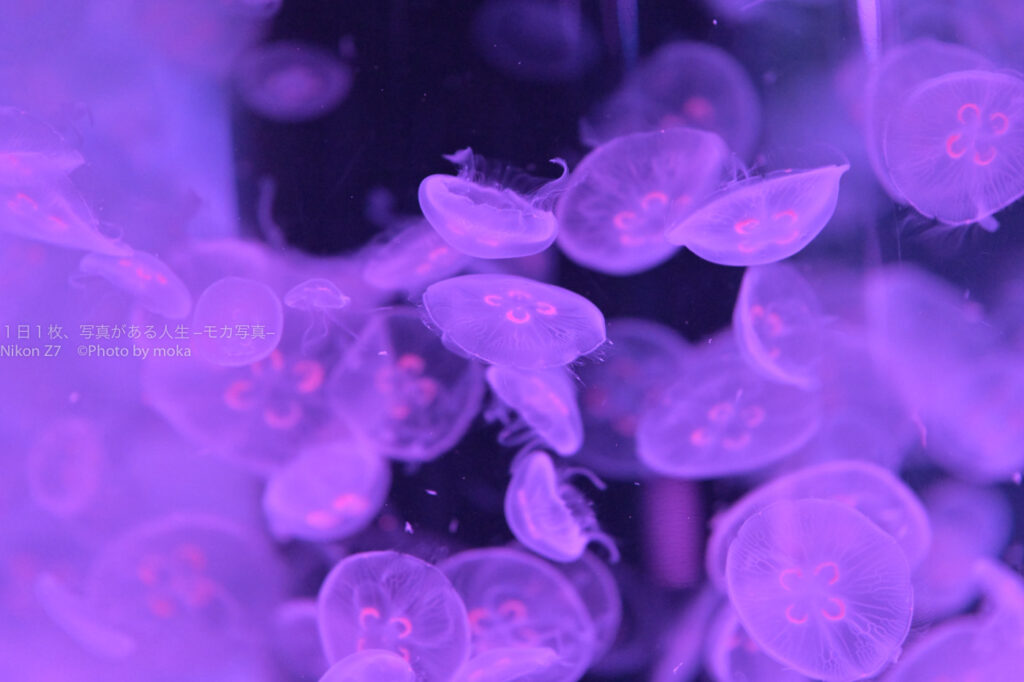 アクアパーク品川でクラゲに囲まれよう