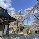 iPhoneで冨士御室浅間神社の桜を撮影
