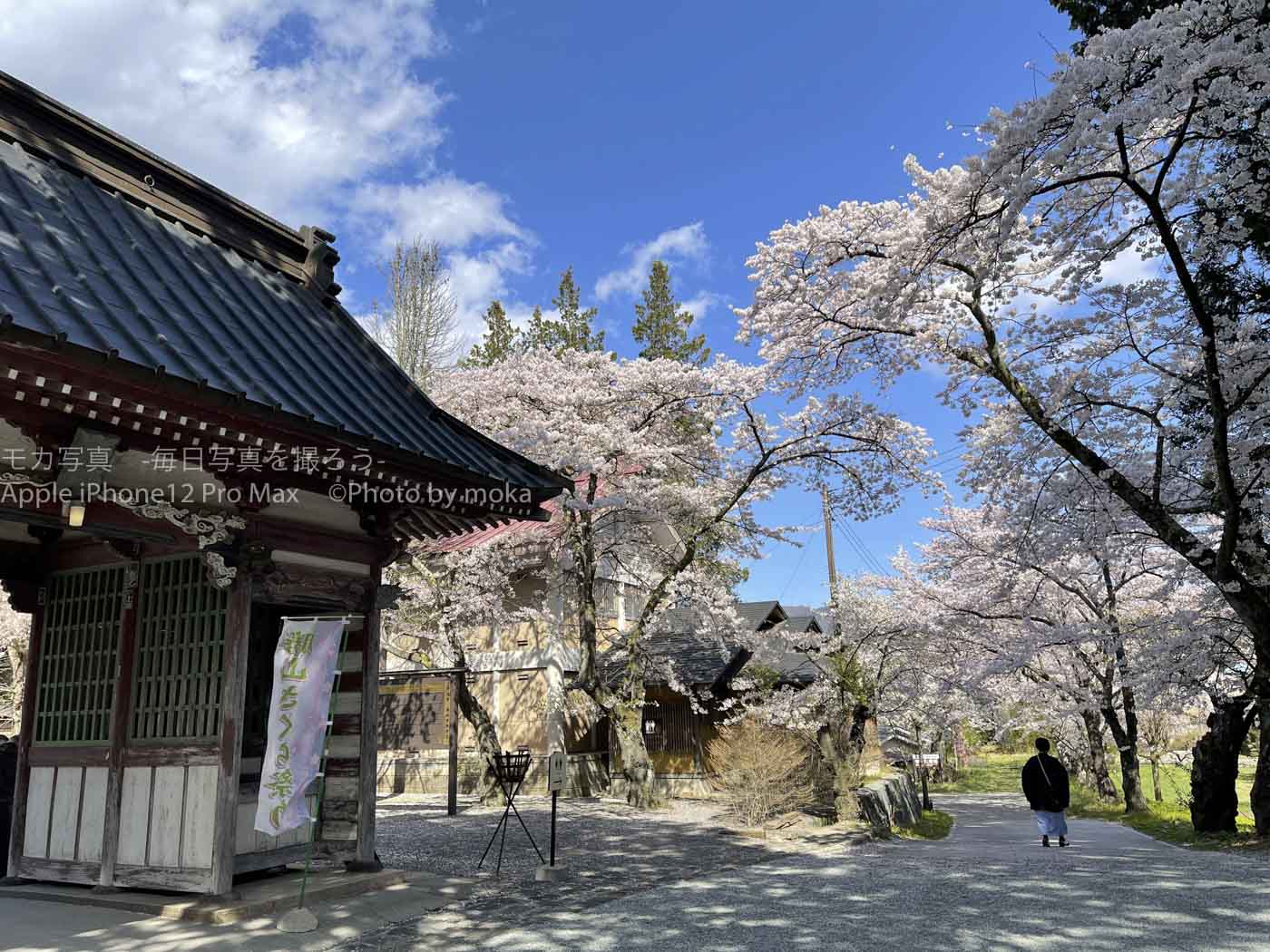 iPhoneで冨士御室浅間神社の桜を撮影