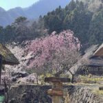 桜の満開時期は、東京から2週間遅れ!?