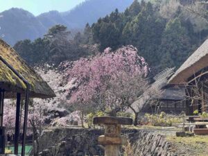 桜の満開時期は、東京から２週間遅れ！？
