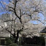 桜の季節が駆け抜ける!!