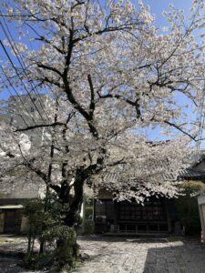 桜の季節が駆け抜ける!!