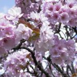 遅咲きの八重桜を満喫しよう