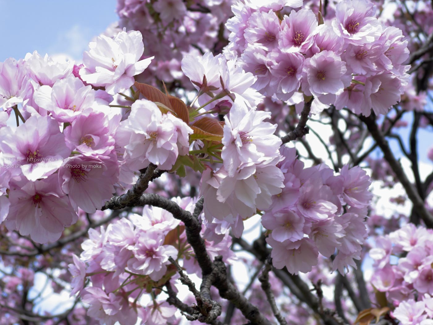 遅咲きの八重桜を満喫しよう