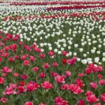 【iPhone写真】チューリップ畑が満開