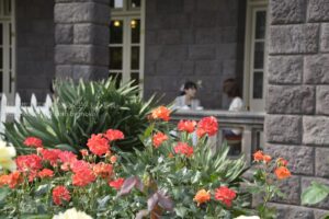 【スナップ撮影】バラを見ながら午後の紅茶を。