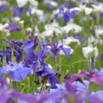 【スナップ撮影】梅雨の季節の花を撮ろう