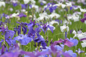 【スナップ撮影】梅雨の季節の花を撮ろう