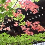 【スナップ撮影】初夏だけど紅葉。新緑とのコントラストを楽しむ