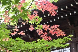 【スナップ撮影】初夏だけど紅葉。新緑とのコントラストを楽しむ