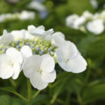 【スナップ撮影】FUJIFILM 「X-E4」でスナップ撮影