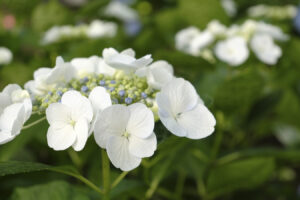 【スナップ撮影】FUJIFILM 「X-E4」でスナップ撮影