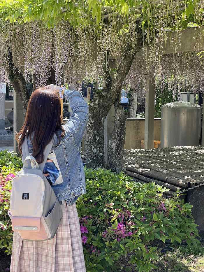 【iPhone写真】藤の花とカメラ女子