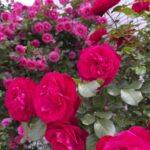 【スナップ撮影】近所に咲く薔薇を撮ろう！！