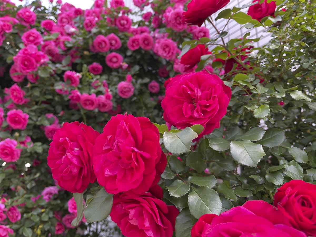 【スナップ撮影】近所に咲く薔薇を撮ろう！！