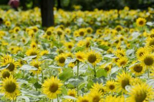 【スナップ撮影】炎天下でヒマワリを撮ろう！