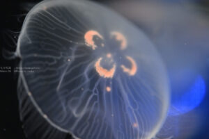 【水族館撮影】久しぶりに水族館へ行きたい!?