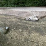 渓流で写真を撮ってみたい!